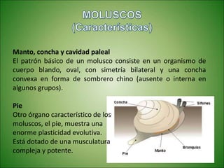 Manto, concha y cavidad paleal
El patrón básico de un molusco consiste en un organismo de
cuerpo blando, oval, con simetría bilateral y una concha
convexa en forma de sombrero chino (ausente o interna en
algunos grupos).
Pie
Otro órgano característico de los
moluscos, el pie, muestra una
enorme plasticidad evolutiva.
Está dotado de una musculatura
compleja y potente.
 