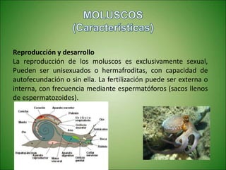 Reproducción y desarrollo
La reproducción de los moluscos es exclusivamente sexual,
Pueden ser unisexuados o hermafroditas, con capacidad de
autofecundación o sin ella. La fertilización puede ser externa o
interna, con frecuencia mediante espermatóforos (sacos llenos
de espermatozoides).
 