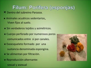 ¤ Dentro del subreino Parazoa.
¤ Animales acuáticos sedentarios.
¤ Sin verdaderos tejidos y asimétricos.
¤ Cuerpo perforado por numerosos poros
comunicados entre sí por canales.
¤ Exoesqueleto formado por una
sustancia denominada espongina.
Viven fijos al suelo.
¤ Se alimentan por filtración.
¤ Reproducción alternante:
sexual y asexual
 