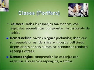 • Calcarea: Todas las esponjas son marinas, con
espículas esqueléticas compuestas de carbonato de
calcio.
 Hexactinellida: viven en aguas profundas; dado que
su esqueleto es de sílice y muestra bellísimas
disposiciones de seis puntas, se denominan también
esponjas vítreas.
 Demospongiae: comprenden las esponjas con
espículas silíceas o de espongina, o ambas.
 