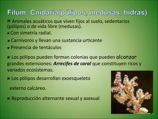 ¤ Animales acuáticos que viven fijos al suelo, sedentarios
(pólipos) o de vida libre (medusas).
¤ Con simetría radial.
¤ Presencia de tentáculos
¤ Los pólipos desarrollan exoesqueleto
externo calcáreo.
¤ Reproducción alternante sexual y asexual
¤ Carnívoros y llevan una sustancia urticante
¤ Los pólipos pueden forman colonias que pueden alcanzar
grandes extensiones: Arrecifes de coral que constituyen ricos y
variados ecosistemas.
 