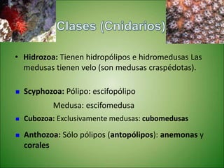 • Hidrozoa: Tienen hidropólipos e hidromedusas Las
medusas tienen velo (son medusas craspédotas).
 Scyphozoa: Pólipo: escifopólipo
Medusa: escifomedusa
 Cubozoa: Exclusivamente medusas: cubomedusas
 Anthozoa: Sólo pólipos (antopólipos): anemonas y
corales
 