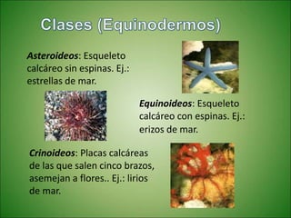 Asteroideos: Esqueleto
calcáreo sin espinas. Ej.:
estrellas de mar.
Equinoideos: Esqueleto
calcáreo con espinas. Ej.:
erizos de mar.
Crinoideos: Placas calcáreas
de las que salen cinco brazos,
asemejan a flores.. Ej.: lirios
de mar.
 