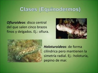 Ofiuroideos: disco central
del que salen cinco brazos
finos y delgados. Ej.: ofiura.
Holoturoideos: de forma
cilíndrica pero mantienen la
simetría radial. Ej.: holoturia,
pepino de mar.
 
