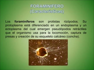 Los foraminíferos son protistas rizópodos. Su
protoplasma está diferenciado en un endoplasma y un
ectoplasma del cual emergen pseudópodos retráctiles
que el organismo usa para la locomoción, captura de
presas y creación de su esqueleto calcáreo (concha).
 