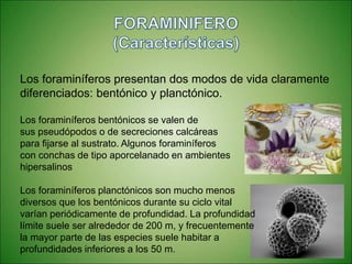 Los foraminíferos presentan dos modos de vida claramente
diferenciados: bentónico y planctónico.
Los foraminíferos bentónicos se valen de
sus pseudópodos o de secreciones calcáreas
para fijarse al sustrato. Algunos foraminíferos
con conchas de tipo aporcelanado en ambientes
hipersalinos
Los foraminíferos planctónicos son mucho menos
diversos que los bentónicos durante su ciclo vital
varían periódicamente de profundidad. La profundidad
límite suele ser alrededor de 200 m, y frecuentemente
la mayor parte de las especies suele habitar a
profundidades inferiores a los 50 m.
 