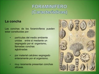La concha
Las conchas de los foraminíferos pueden
estar constituidas por:
• partículas del medio ambiente
unidas entre sí mediante un
segregado por el organismo,
llamadas conchas
aglutinadas
• por material calcáreo segregado
enteramente por el organismo.
• muy raramente presentan conchas
silíceas.
 