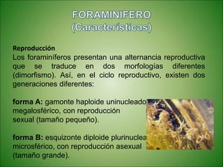 Reproducción
Los foraminíferos presentan una alternancia reproductiva
que se traduce en dos morfologías diferentes
(dimorfismo). Así, en el ciclo reproductivo, existen dos
generaciones diferentes:
forma A: gamonte haploide uninucleado
megalosférico, con reproducción
sexual (tamaño pequeño).
forma B: esquizonte diploide plurinucleado
microsférico, con reproducción asexual
(tamaño grande).
 