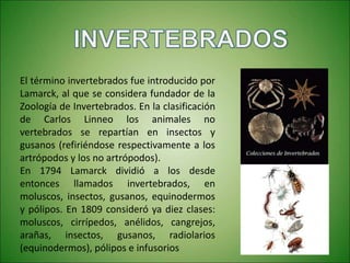El término invertebrados fue introducido por
Lamarck, al que se considera fundador de la
Zoología de Invertebrados. En la clasificación
de Carlos Linneo los animales no
vertebrados se repartían en insectos y
gusanos (refiriéndose respectivamente a los
artrópodos y los no artrópodos).
En 1794 Lamarck dividió a los desde
entonces llamados invertebrados, en
moluscos, insectos, gusanos, equinodermos
y pólipos. En 1809 consideró ya diez clases:
moluscos, cirrípedos, anélidos, cangrejos,
arañas, insectos, gusanos, radiolarios
(equinodermos), pólipos e infusorios
 
