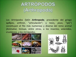 Los Artrópodos (latín Arthropoda, procedente del griego
αρθρον, arthron, "articulación"; y πούς, pous, "pie")
constituyen el filo más numeroso y diverso del reino animal
(Animalia). Incluye, entre otros, a los insectos, arácnidos,
crustáceos, y los miriápodos.
 