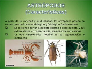 A pesar de su variedad y su disparidad, los artrópodos poseen en
común características morfológicas y fisiológicas fundamentales:
 Se sostienen por un esqueleto externo o exoesqueleto, y sus
extremidades, en consecuencia, son apéndices articulados.
 La otra característica notable es su segmentación o
metamería
 