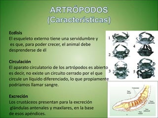 Ecdisis
El esqueleto externo tiene una servidumbre y
es que, para poder crecer, el animal debe
desprenderse de él
Circulación
El aparato circulatorio de los artrópodos es abierto
es decir, no existe un circuito cerrado por el que
circule un líquido diferenciado, lo que propiamente
podríamos llamar sangre.
Excreción
Los crustáceos presentan para la excreción
glándulas antenales y maxilares, en la base
de esos apéndices.
 