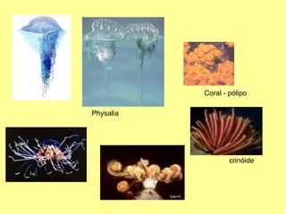 Coral - pólipo 
crinóide 
Physalia 
 