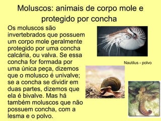 Moluscos: animais de corpo mole e 
protegido por concha 
Os moluscos são 
invertebrados que possuem 
um corpo mole geralmente 
protegido por uma concha 
calcária, ou valva. Se essa 
concha for formada por 
uma única peça, dizemos 
que o molusco é univalve; 
se a concha se dividir em 
duas partes, dizemos que 
ela é bivalve. Mas há 
também moluscos que não 
possuem concha, com a 
lesma e o polvo. 
Nautilus - polvo 
 
