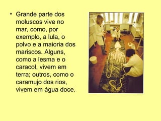 • Grande parte dos 
moluscos vive no 
mar, como, por 
exemplo, a lula, o 
polvo e a maioria dos 
mariscos. Alguns, 
como a lesma e o 
caracol, vivem em 
terra; outros, como o 
caramujo dos rios, 
vivem em água doce. 
 
