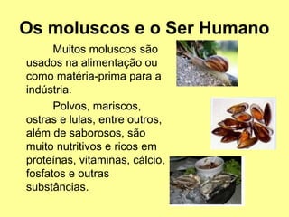 Os moluscos e o Ser Humano 
Muitos moluscos são 
usados na alimentação ou 
como matéria-prima para a 
indústria. 
Polvos, mariscos, 
ostras e lulas, entre outros, 
além de saborosos, são 
muito nutritivos e ricos em 
proteínas, vitaminas, cálcio, 
fosfatos e outras 
substâncias. 
 