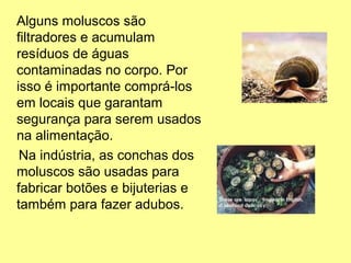 Alguns moluscos são 
filtradores e acumulam 
resíduos de águas 
contaminadas no corpo. Por 
isso é importante comprá-los 
em locais que garantam 
segurança para serem usados 
na alimentação. 
Na indústria, as conchas dos 
moluscos são usadas para 
fabricar botões e bijuterias e 
também para fazer adubos. 
 