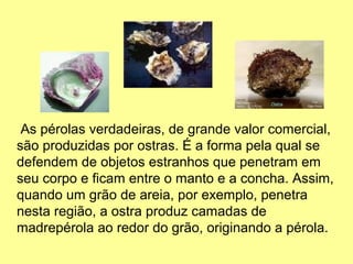 As pérolas verdadeiras, de grande valor comercial, 
são produzidas por ostras. É a forma pela qual se 
defendem de objetos estranhos que penetram em 
seu corpo e ficam entre o manto e a concha. Assim, 
quando um grão de areia, por exemplo, penetra 
nesta região, a ostra produz camadas de 
madrepérola ao redor do grão, originando a pérola. 
 