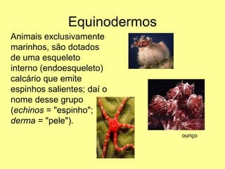 Equinodermos 
Animais exclusivamente 
marinhos, são dotados 
de uma esqueleto 
interno (endoesqueleto) 
calcário que emite 
espinhos salientes; daí o 
nome desse grupo 
(echinos = "espinho"; 
derma = "pele"). 
ouriço 
 