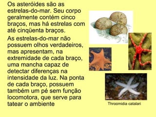Os asteróides são as 
estrelas-do-mar. Seu corpo 
geralmente contém cinco 
braços, mas há estrelas com 
até cinqüenta braços. 
As estrelas-do-mar não 
possuem olhos verdadeiros, 
mas apresentam, na 
extremidade de cada braço, 
uma mancha capaz de 
detectar diferenças na 
intensidade da luz. Na ponta 
de cada braço, possuem 
também um pé sem função 
locomotora, que serve para 
tatear o ambiente Throomidia catalari 
 