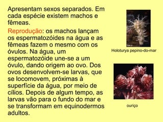 Apresentam sexos separados. Em 
cada espécie existem machos e 
fêmeas. 
Reprodução: os machos lançam 
os espermatozóides na água e as 
fêmeas fazem o mesmo com os 
óvulos. Na água, um 
espermatozóide une-se a um 
óvulo, dando origem ao ovo. Dos 
ovos desenvolvem-se larvas, que 
se locomovem, próximas à 
superfície da água, por meio de 
cílios. Depois de algum tempo, as 
larvas vão para o fundo do mar e 
se transformam em equinodermos 
adultos. 
Holoturya pepino-do-mar 
ouriço 
 