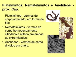 Platelmintos, Nematelmintos e Anelídeos - 
prox. Cap. 
Platelmintos - vermes de 
corpo achatado, em forma de 
fita; 
• Nematelmintos - vermes de 
corpo homogeneamente 
cilíndrico e afilado em ambas 
as extremidades; 
• Anelídeos - vermes de corpo 
dividido em anéis. 
 