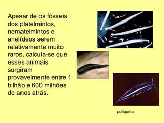 Apesar de os fósseis 
dos platelmintos, 
nematelmintos e 
anelídeos serem 
relativamente muito 
raros, calcula-se que 
esses animais 
surgiram 
provavelmente entre 1 
bilhão e 600 milhões 
de anos atrás. 
poliqueta 
 