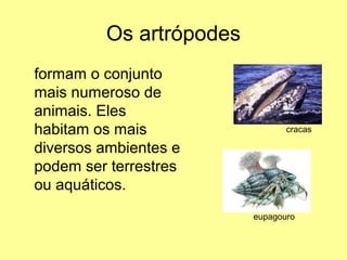 Os artrópodes 
formam o conjunto 
mais numeroso de 
animais. Eles 
habitam os mais 
diversos ambientes e 
podem ser terrestres 
ou aquáticos. 
cracas 
eupagouro 
 