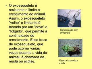 • O exoesqueleto é 
resistente e limita o 
crescimento do animal. 
Assim, o exoesqueleto 
"velho" e limitante é 
trocado por um "novo" e 
"folgado", que permite a 
continuidade do 
crescimento. Essa troca 
de exoesqueleto, que 
pode ocorrer várias 
vezes durante a vida do 
animal, é chamada de 
muda ou ecdise. 
Comparação com 
armadura 
Cigarra trocando a 
muda 
 