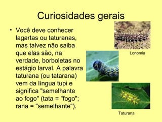 Curiosidades gerais 
• Você deve conhecer 
lagartas ou taturanas, 
mas talvez não saiba 
que elas são, na 
verdade, borboletas no 
estágio larval. A palavra 
taturana (ou tatarana) 
vem da língua tupi e 
significa "semelhante 
ao fogo" (tata = "fogo"; 
rana = "semelhante"). 
Lonomia 
Taturana 
 