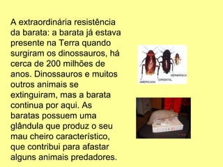 A extraordinária resistência 
da barata: a barata já estava 
presente na Terra quando 
surgiram os dinossauros, há 
cerca de 200 milhões de 
anos. Dinossauros e muitos 
outros animais se 
extinguiram, mas a barata 
continua por aqui. As 
baratas possuem uma 
glândula que produz o seu 
mau cheiro característico, 
que contribui para afastar 
alguns animais predadores. 
 