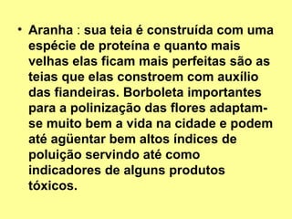• Aranha : sua teia é construída com uma 
espécie de proteína e quanto mais 
velhas elas ficam mais perfeitas são as 
teias que elas constroem com auxílio 
das fiandeiras. Borboleta importantes 
para a polinização das flores adaptam-se 
muito bem a vida na cidade e podem 
até agüentar bem altos índices de 
poluição servindo até como 
indicadores de alguns produtos 
tóxicos. 
 