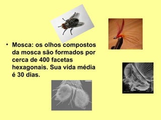 • Mosca: os olhos compostos 
da mosca são formados por 
cerca de 400 facetas 
hexagonais. Sua vida média 
é 30 dias. 
 