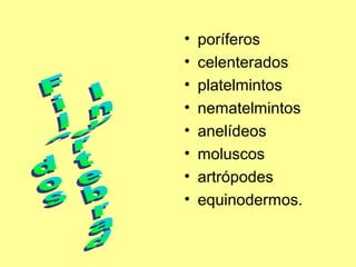 • poríferos 
• celenterados 
• platelmintos 
• nematelmintos 
• anelídeos 
• moluscos 
• artrópodes 
• equinodermos. 
 