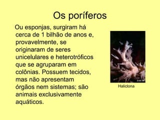 Os poríferos 
Ou esponjas, surgiram há 
cerca de 1 bilhão de anos e, 
provavelmente, se 
originaram de seres 
unicelulares e heterotróficos 
que se agruparam em 
colônias. Possuem tecidos, 
mas não apresentam 
órgãos nem sistemas; são 
animais exclusivamente 
aquáticos. 
Haliclona 
 