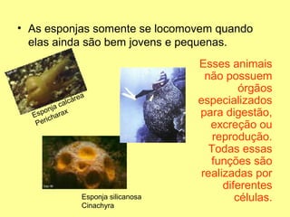 • As esponjas somente se locomovem quando 
elas ainda são bem jovens e pequenas. 
Esponja calcárea 
Pericharax 
Esponja silicanosa 
Cinachyra 
Esses animais 
não possuem 
órgãos 
especializados 
para digestão, 
excreção ou 
reprodução. 
Todas essas 
funções são 
realizadas por 
diferentes 
células. 
 
