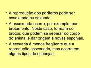 • A reprodução dos poríferos pode ser 
assexuada ou sexuada. 
• A assexuada ocorre, por exemplo, por 
brotamento. Neste caso, formam-se 
brotos, que podem se separar do corpo 
do animal e dar origem a novas esponjas. 
• A sexuada é menos freqüente que a 
reprodução assexuada, mas ocorre em 
alguns tipos de esponjas. 
 