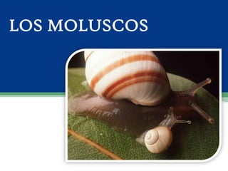 Los moluscos
 Los caracoles son moluscos terrestres.
 Se desplazan con un gran pie y se alimentan de plantas.
 