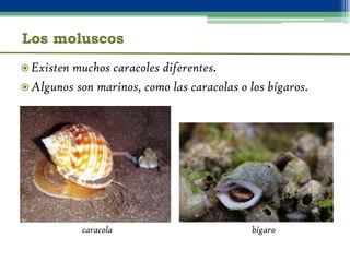 Los moluscos
 Otros moluscos no tienen concha, como las babosas o los
 pulpos.




          babosa de mar
              ...