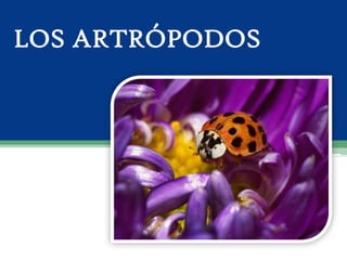 Grupos de artrópodos

                   Artrópodos
                            TEXT        TEXT


  Miriápodos   Crustáce...