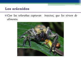 Los insectos
 En  los insectos podemos distinguir tres partes: cabeza,
  tórax y abdomen.
 Del tórax salen seis patas y ...