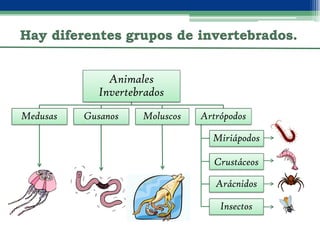Animales
             Invertebrados
Medusas   Gusanos    Moluscos   Artrópodos

                                  Miriápodos

                                  Crustáceos

                                   Arácnidos

                                    Insectos
 