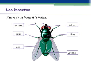 Los insectos
 Los   ojos pueden ser simples o compuestos.




                                          mosca


         ...