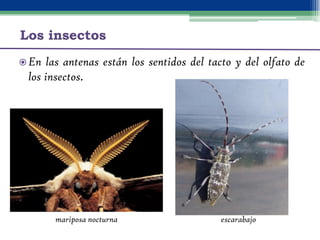 Los insectos
 Insecto   masticador




                         saltamontes
 