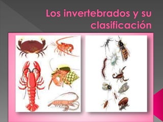 Activiades-Invertebrados 
