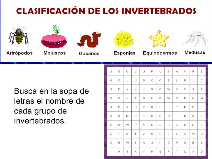 Invertebrados actividades