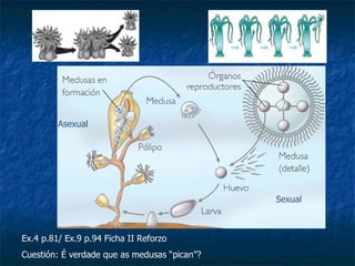 Asexual




                                              Sexual



Ex.4 p.81/ Ex.9 p.94 Ficha II Reforzo
Cuestión: É verdade que as medusas “pican”?
 
