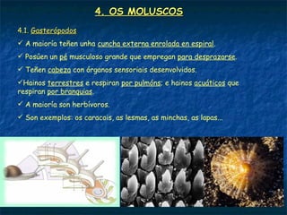 4. OS MOLUSCOS
4.1. Gasterópodos
 A maioría teñen unha cuncha externa enrolada en espiral.
 Posúen un pé musculoso grande que empregan para desprazarse.
 Teñen cabeza con órganos sensoriais desenvolvidos.
Hainos terrestres e respiran por pulmóns; e hainos acuáticos que
respiran por branquias.
 A maioría son herbívoros.
 Son exemplos: os caracois, as lesmas, as minchas, as lapas...
 