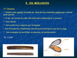 4. OS MOLUSCOS

4.2. Bivalvos
 Posúen unha cuncha formada por dúas partes chamadas valvas que o animal
pode pechar.
 O pé, con forma de cuña, sérvelles para desprazarse e excavar.
 Sen cabeza.
 Son acuáticos e respiran por branquias.
Son filtradores: aliméntanse dos seres microscópicos que hai na auga.
 Son exemplos os mexillóns, as ameixas, os berberechos...

Ex. 3 p.84
 