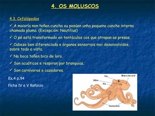 4. OS MOLUSCOS

4.3. Cefalópodos
 A maioría non teñen cuncha ou posúen unha pequena cuncha interna
chamada pluma. (Excepción: Nautilius)
 O pé está transformado en tentáculos cos que atrapan as presas.
 Cabeza ben diferenciada e órganos sensoriais moi desenvolvidos,
sobre todo a vista.
 Na boca teñen bico de loro.
 Son acuáticos e respiran por branquias.
 Son carnívoros e cazadores.

Ex.4 p.94
Ficha IV e V Reforzo
 